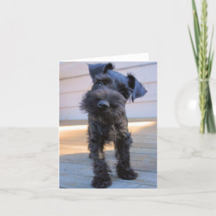 Miniature Schnauzer Note Card #1 - blank