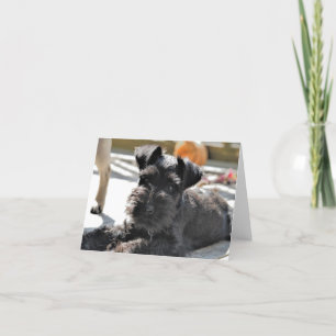 Miniature Schnauzer Note Card #4 - blank