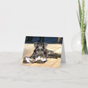 Miniature Schnauzer Note Card #6 - blank