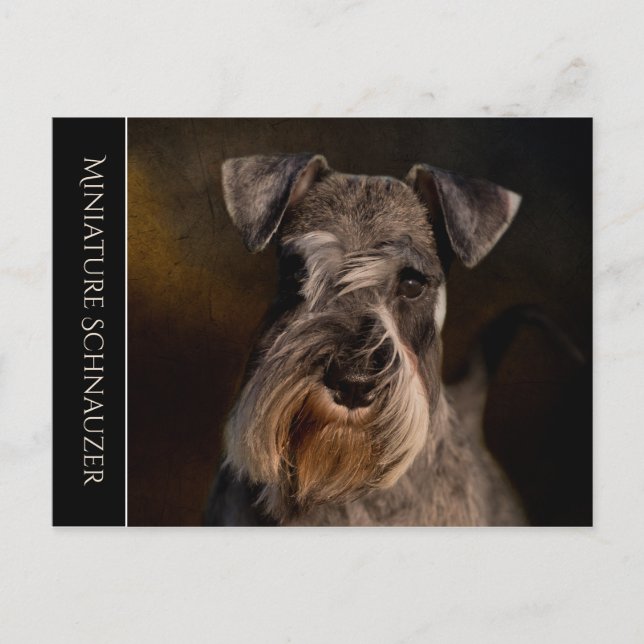 Miniature Schnauzer Postcard (Front)