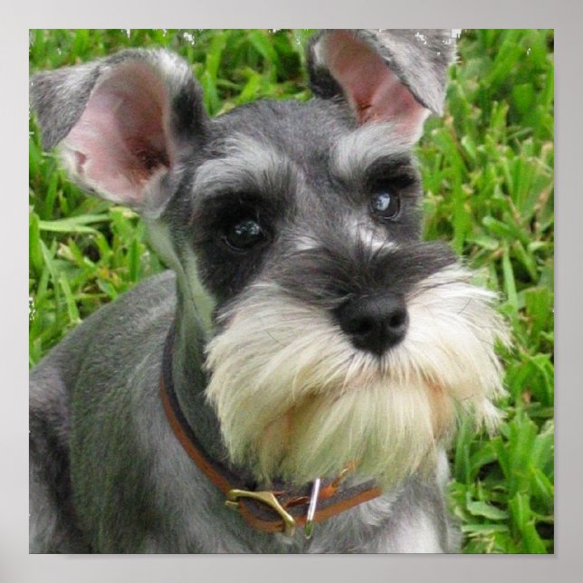 Miniature Schnauzer Poster (Front)