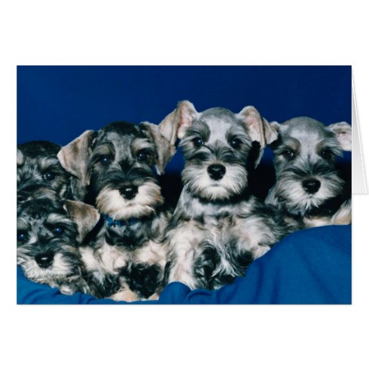 Miniature Schnauzer Puppies (Front Horizontal)