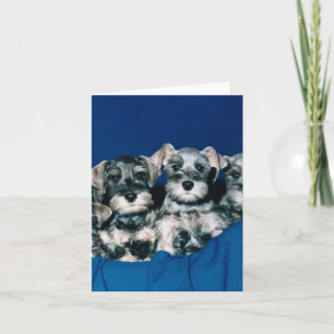 Miniature Schnauzer Puppies Card