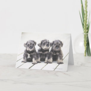 Miniature Schnauzer Puppies Card