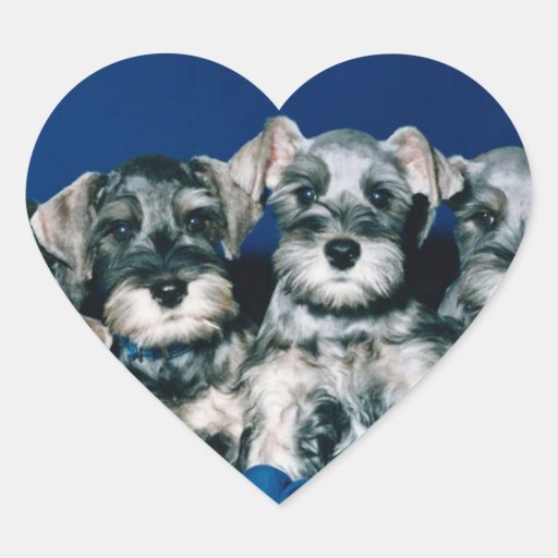 Miniature Schnauzer Puppies Heart Sticker | Zazzle