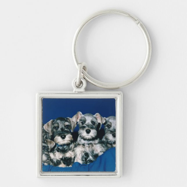 Miniature Schnauzer Puppies Keychain (Front)