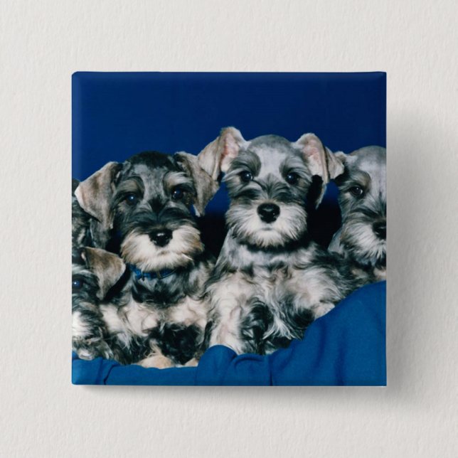 Miniature Schnauzer Puppies Pinback Button (Front)