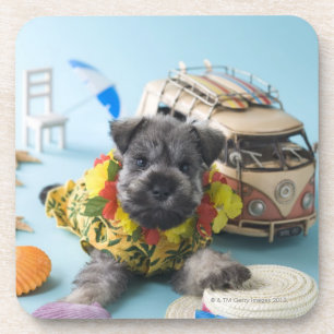 Miniature Schnauzer Puppy and Summer Vacation Drink Coaster