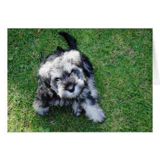 Miniature Schnauzer Puppy Cards