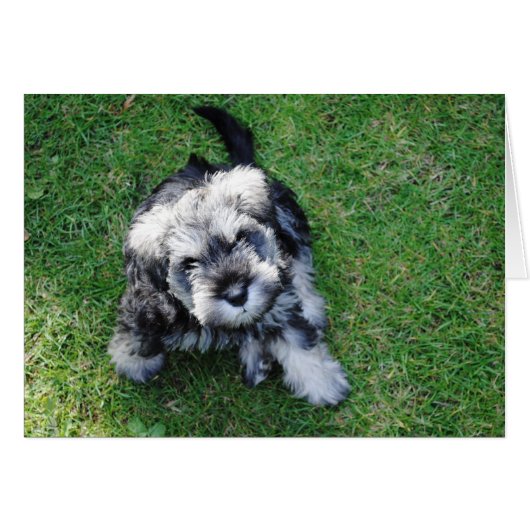 Miniature Schnauzer Puppy Cards (Front Horizontal)