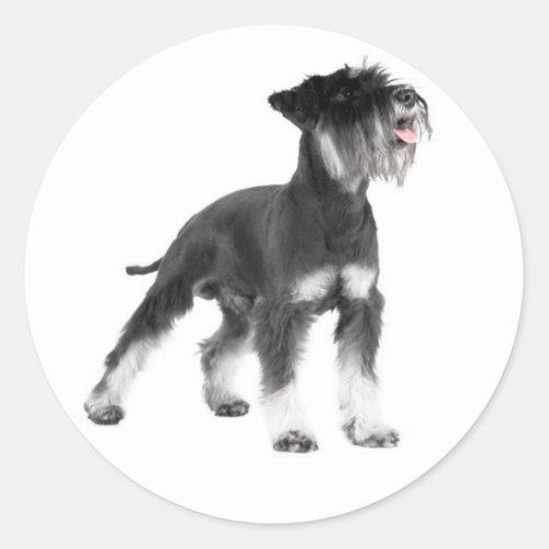 Miniature Schnauzer Puppy Dog Sticker
