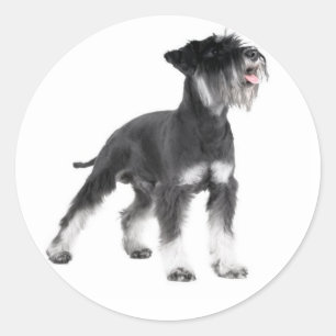 Miniature Schnauzer Puppy Dog Sticker