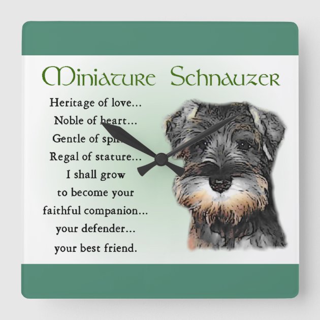 Miniature Schnauzer Puppy Heritage Gifts Square Wall Clock Zazzle
