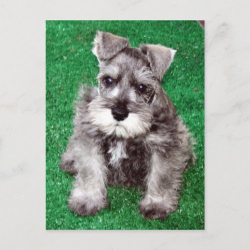 Miniature Schnauzer Puppy Postcard
