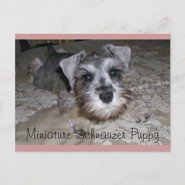 Miniature Schnauzer Puppy Postcard (Front)