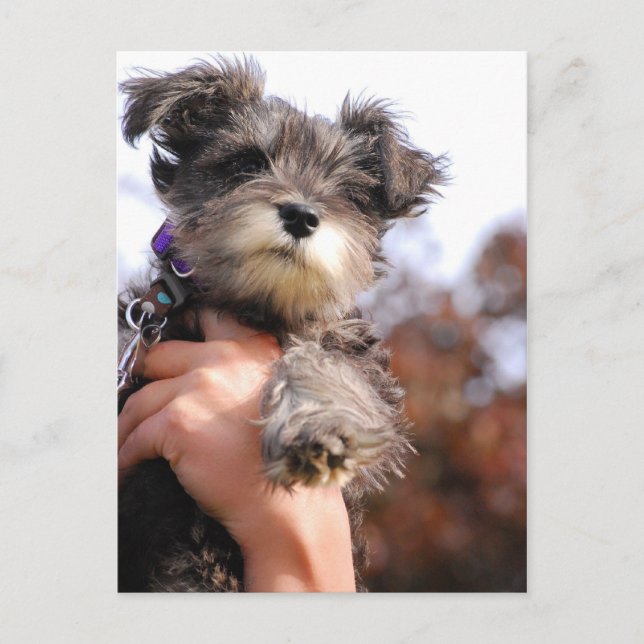 Miniature Schnauzer Puppy Postcard (Front)