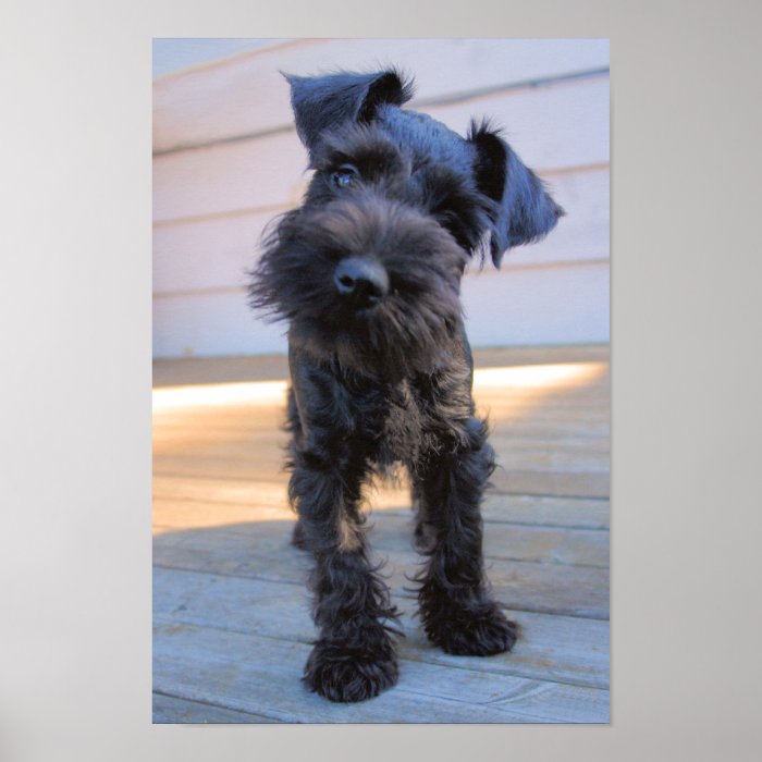 Miniature Schnauzer Puppy Poster