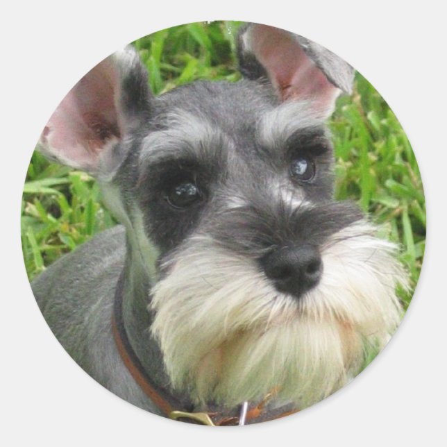 Miniature Schnauzer Sticker (Front)