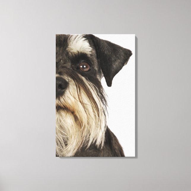 Miniature Schnauzer, studio shot, close-up Canvas Print (Front)