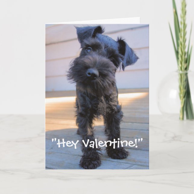 Miniature Schnauzer Valentine's Day Card (Front)