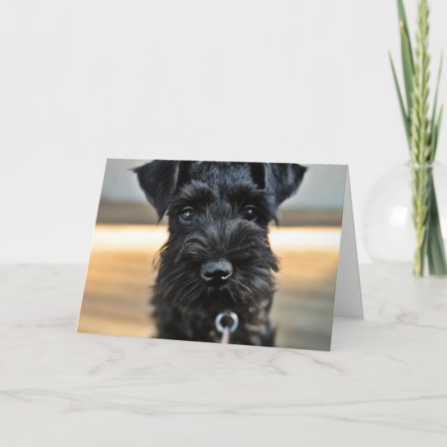 Miniature Schnauzer Valentine's Day Greeting Card (Front)