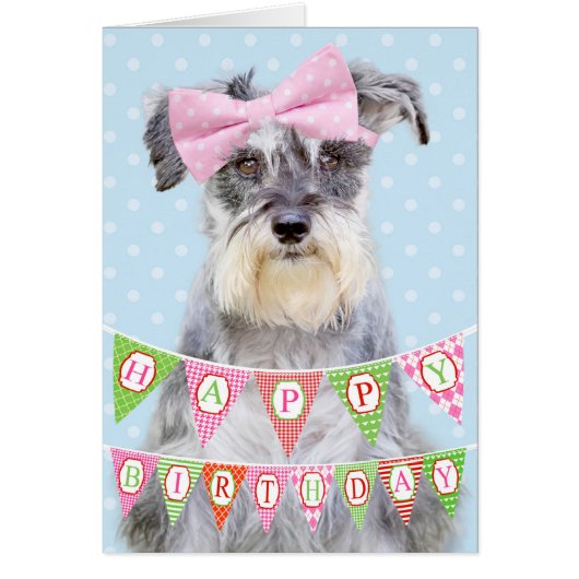 Miniature Schnauzer Wearing Pink Polka Dot Bow Cards (Front)