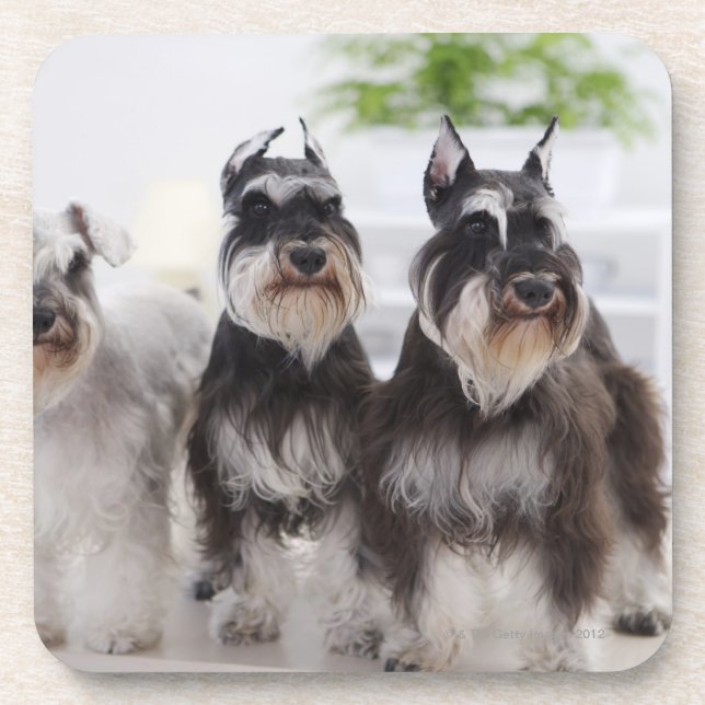 Miniature Schnauzers standing at edge of table Drink Coaster (Front)