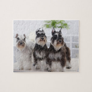 Miniature Schnauzers standing at edge of table Jigsaw Puzzle