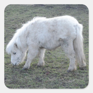 Miniature White Horse Gifts Square Sticker