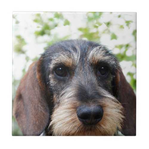 Miniature Wire Haired Dachshund Ceramic Tile
