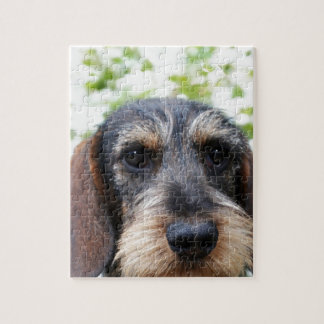 Miniature Wire Haired Dachshund Jigsaw Puzzle