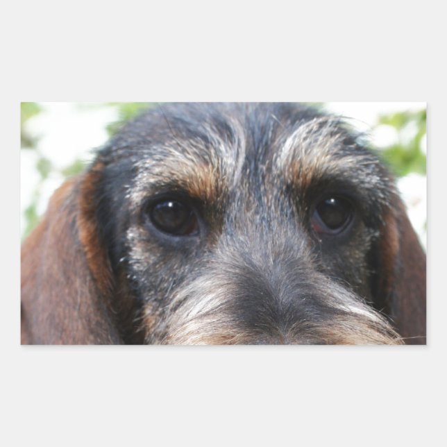 Miniature Wire Haired Dachshund Rectangular Sticker (Front)