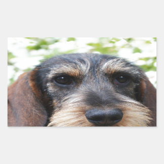 Miniature Wire Haired Dachshund Rectangular Sticker