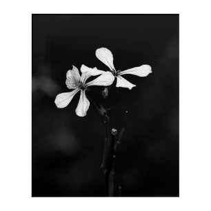 minimal black and white floral acrylic print