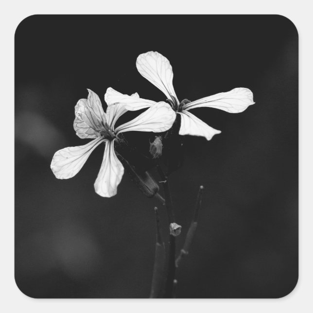 minimal black and white floral square sticker (Front)