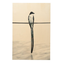 Minimalist Bird on Wire Photography