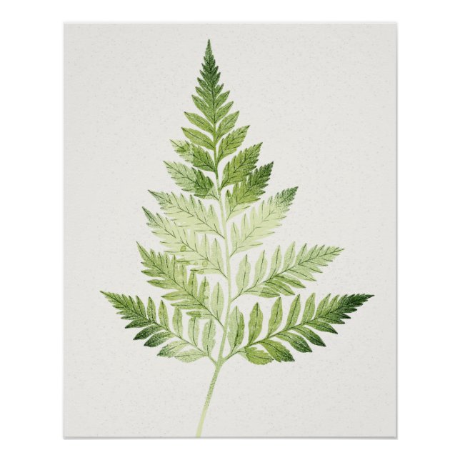 Minimalist Green Fern Botanical Illustration Poster (Front)