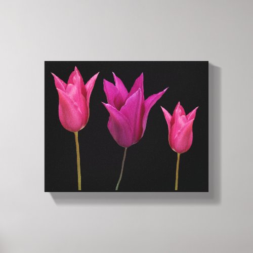 Minimalist hot pink Dutch tulips flowers fine art Canvas Print