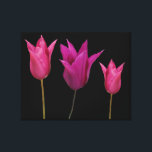 Minimalist hot pink Dutch tulips flowers fine art Canvas Print<br><div class="desc">This classy canvas was created by Berglind Design.

© Berglind Design. All rights reserved.</div>