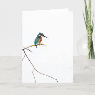 Minimalist Kingfisher on white for birdwatchers Card