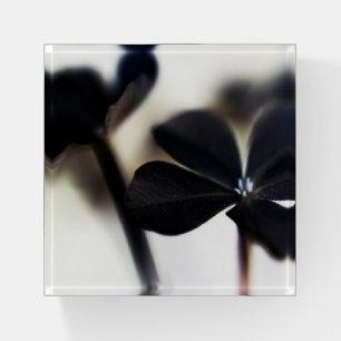 Minimalist Modern, Floral Glass Paperweight 