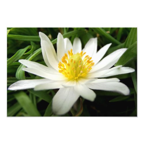 Minimalist Nature White Anemone Flower Photo Print