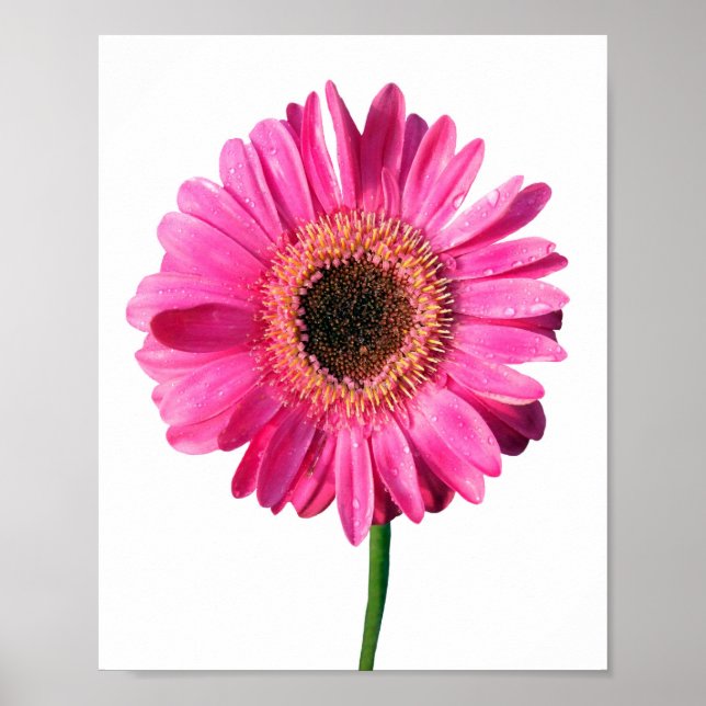 Minimalist Pink Gerbera Poster (Front)