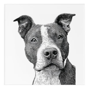 Minimalist Pitbull Silhouette Black and White Acrylic Print