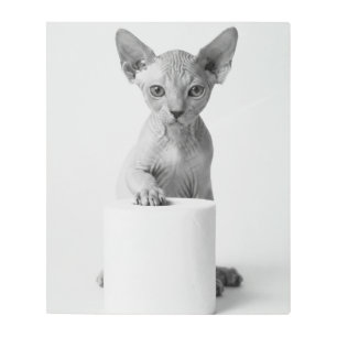 Minimalist Playful Sphynx Cat Guards Toilet Paper Metal Print