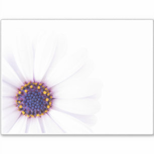 Minimalist White Daisy flower on White Background Sticker