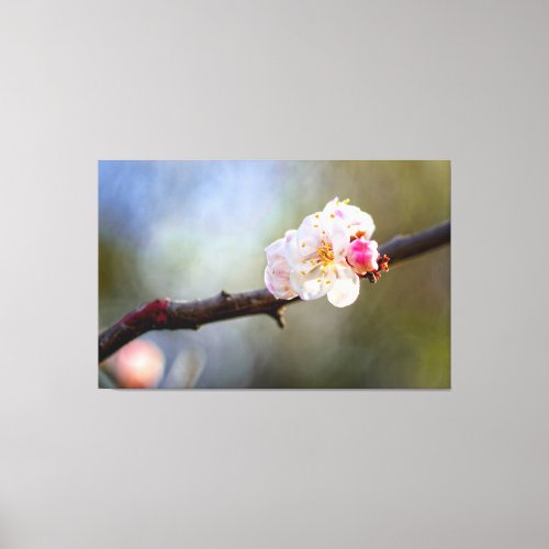 Minimalistic Art Of Japanese Apricot In Bloom Canvas Print