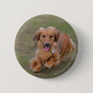 Miniture Dachshund Running Button