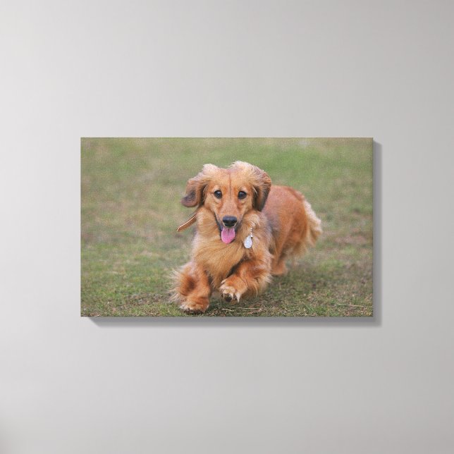 Miniture Dachshund Running Canvas Print (Front)