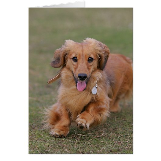 Miniture Dachshund Running Cards (Front)
